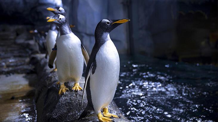 Ar?lar, nesli tkenmekte olan 63 pengueni telef etti